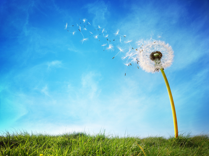 Green grass in the foreground with a blue whispy cloud sky in the background. In the foreground is a dandelion that has gone to seed and a column of the seeds has started to blow away on a gentle breeze.