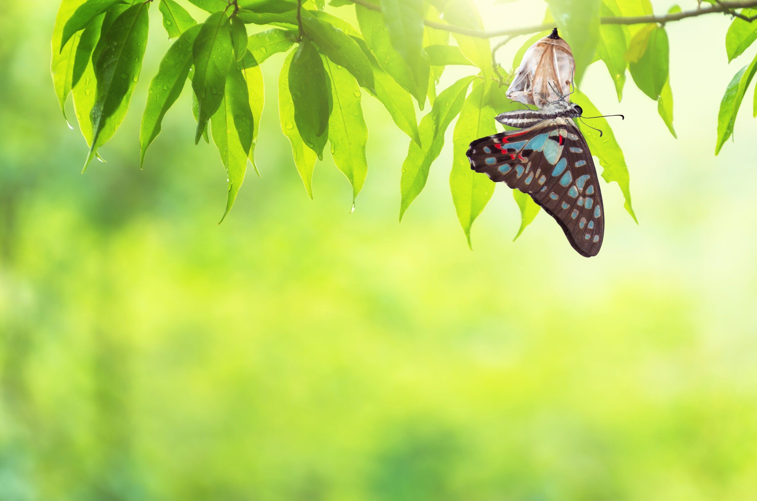 A light green background with a butterfly emerging from a chrysalis