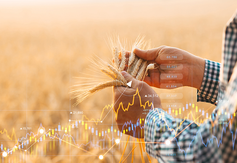 Mans hands holding some wheat with ripe wheat field behind overlaid with financial graphs.